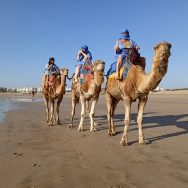 1 Hour camel ride