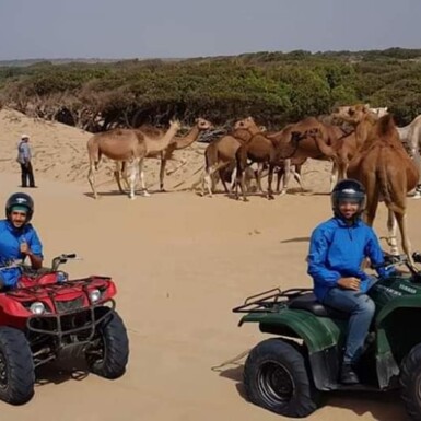 Quad & Dromedary